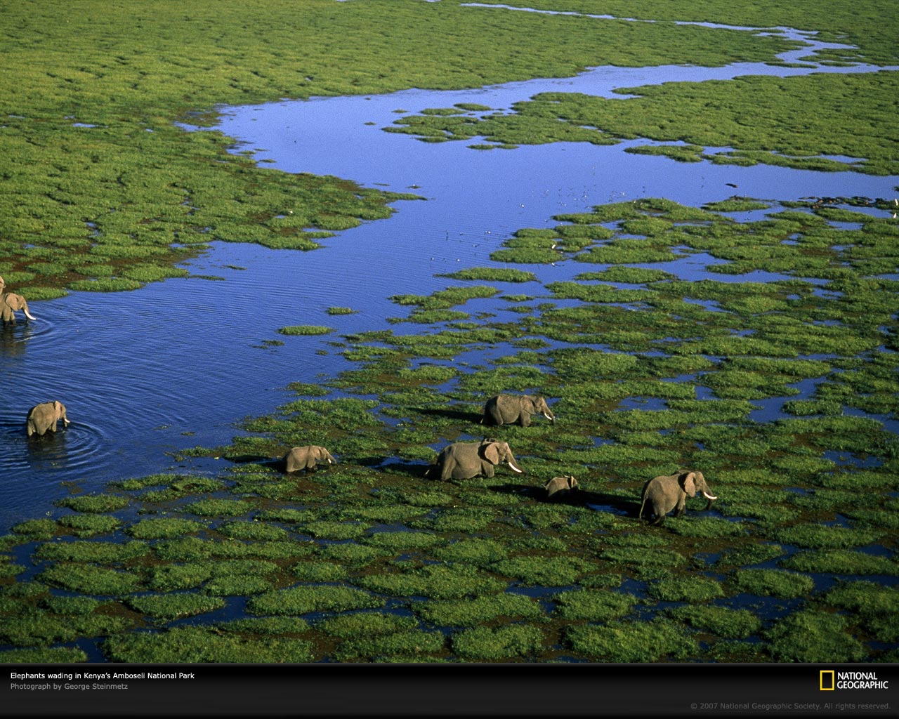 http://www.doctormin.com/bbs/data/cover/aerial_view_elephants_kenya_981243_xl.jpg